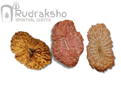 21 Mukhi Rudraksha from Indonesia